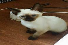 猫尾巴尖折了算折尾吗