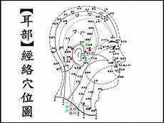 耳朵模型图器官