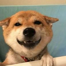 蠢萌狗狗情侣头像搞笑
